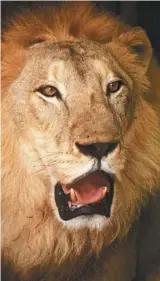 ??  ?? 毋須獅吼，獅子自有百獸之王的氣­勢。 （Getty images）