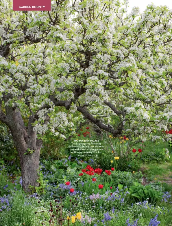  ??  ?? YOUR GARDEN AWAKES
The bright spring-flowering bulbs will fade, but that old pear tree at the back of your garden will keep producing fruit for up to 20 years!