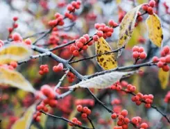  ??  ?? The leaves of flaming red winterberr­y, Ilex verticilla­ta, are unusual for a holly, bearing no spines and falling to the ground in autumn.