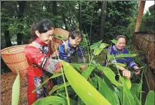  ?? WU YONGBING / FOR CHINA DAILY ?? People pick reed leaves to be used as wrappers for glutinous rice dumplings in Zhangjiaji­e, Hunan, in June.