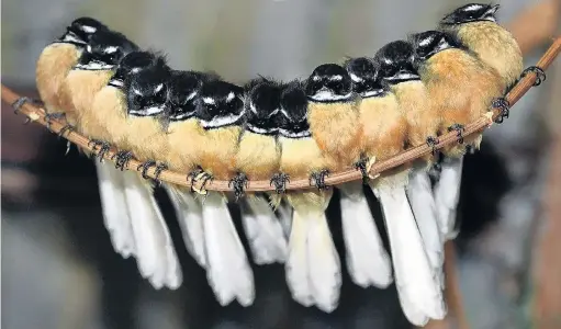  ?? PHOTO: STEPHEN JAQUIERY ?? Birds of a feather . . . A dozen fantails, and sometimes more, have started roosting in this Mosgiel shed.