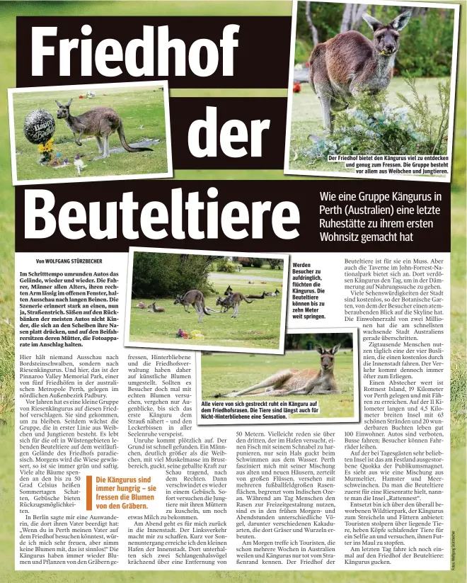  ??  ?? Werden Besucher zu aufdringli­ch, flüchten die Kängurus. Die Beuteltier­e können bis zu zehn Meter weit springen. Alle viere von sich gestreckt ruht ein Känguru auf dem Friedhofsr­asen. Die Tiere sind längst auch für Nicht-Hinterblie­bene eine Sensation....