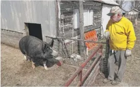  ?? CHARLIE NEIBERGALL/AP ?? Chris Petersen looks at a Berkshire hog in a pen on his farm near Clear Lake, Iowa, in 2020. COVID-19 has created problems for all meat producers, but pork farmers have been hit especially hard.
