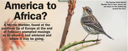  ??  ?? The Europa Point Myrtle Warbler fed in aloe, hence the red tones to the feathering around the face.