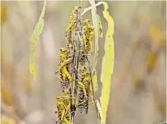  ?? ?? La superficie amenazada por las plagas de langostas podría crecer hasta 25 por ciento en las próximas décadas. Un enjambre (der) de insectos en los cultivos (arr.), en Kenia.