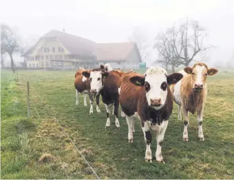  ?? Picture: Bloomberg ?? EARLY MOO-VERS. The herd tends to move in groups of common prejudice, ruminating common market mantras, which the value investor learns to recognise as the next big thing.