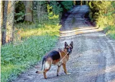 ?? Foto: Wieser ?? Hunde gehören im Wald an die Leine. So sieht es der Röfinger Gemeindera­t. Doch dazu bedarf es einer Verordnung, die auch umgesetzt werden muss.