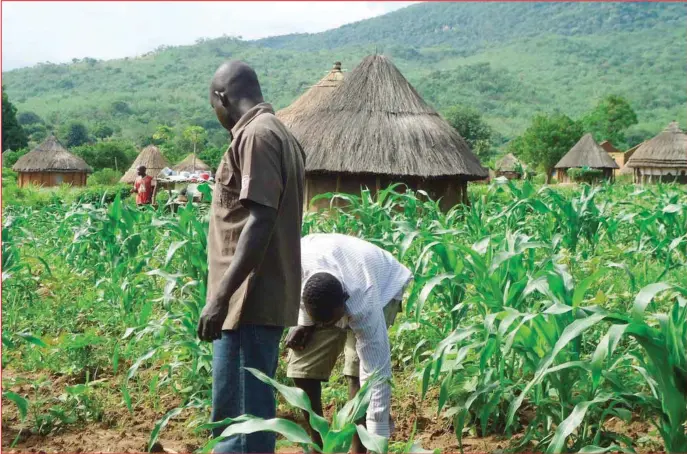  ??  ?? A cultivated farmland...the agricultur­e sector witnessed its slowest pace of growth since 2010 in Q2