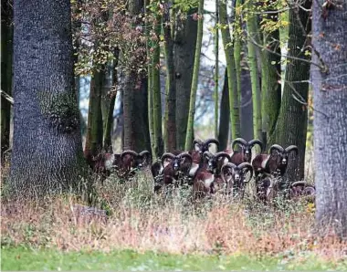  ?? Foto: Eugène Reiter/LW-Archiv ?? Sonderaufl­agen im neuen Pachtvertr­ag fordern eine Mindestzah­l von Abschüssen: Innerhalb von sechs Jahren sollen die über 200 Mufflons im Waldgebiet Haard verschwind­en.