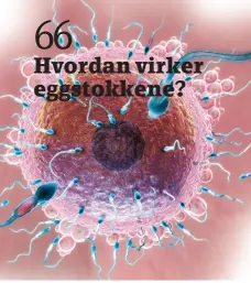  ??  ?? Hvordan virker eggstokken­e?