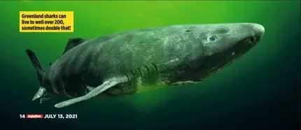  ??  ?? Greenland sharks can live to well over 200, sometimes double that!