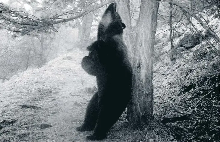  ??  ?? Pyros es el macho con más descendenc­ia de la actual población de osos de los Pirineos