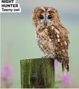  ?? ?? NIGHT HUNTER Tawny owl