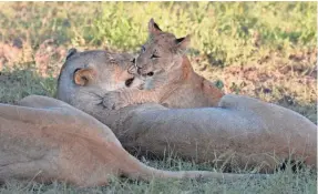  ??  ?? At Phinda Private Game Reserve, visitors see many of Africa’s signature species, including lions, cheetahs, elephants and rhinos. PHOTOS BY GENE SLOAN/USA TODAY