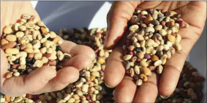  ?? PHOTO TJ CLOSE, UC RIVERSIDE ?? Cowpea seeds in a range of coat colors, patterns, sizes and shapes.