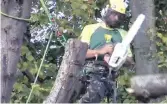  ??  ?? Crews remove an 80-year-old horse chestnut tree on Beach Drive. Above right, holes drilled at tree’s base were filled with poison.