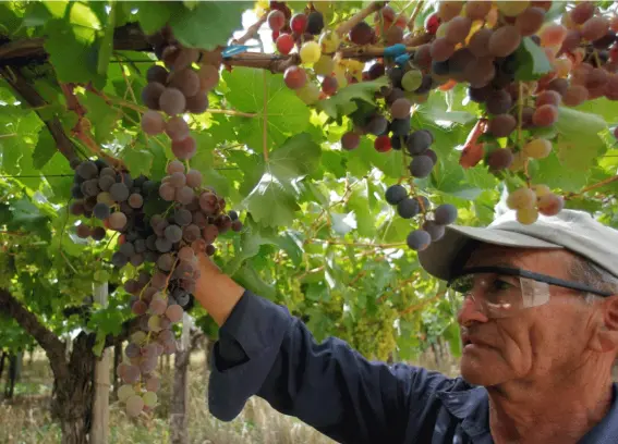  ?? (Reuters) ?? Manager Antonio Navarro at the Casa Bianchi Vineyard in San Rafael, Argentina