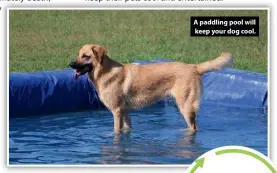 ?? ?? A paddling pool will keep your dog cool.