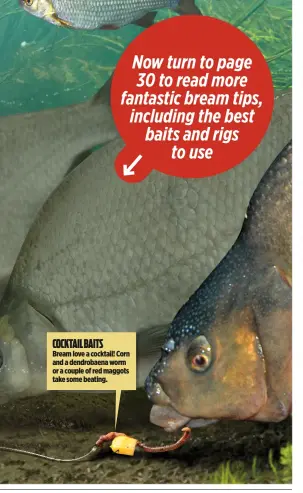  ??  ?? Bream love a cocktail! Corn and a dendrobaen­a worm or a couple of red maggots take some beating. COCKTAIL BAITS Now turn to page 30 to read more fantastic bream tips, including the best baits and rigs to use