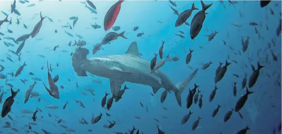  ?? REUTERS ?? A hammerhead shark swims close to Wolf Island at Galapagos Marine Reserve. Scientists are continuing to work on mapping the entire ocean floor.