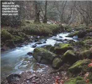  ??  ?? Look out for dippers and grey wagtails along Coombe Brook when you visit.