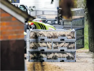  ?? DPA-BILD: Hibbeler ?? Kisten mit Enten stehen auf dem Gelände eines Geflügelbe­triebs im Kreis Cloppenbur­g. Rund 38 000 Tiere mussten dort bereits getötet werden.