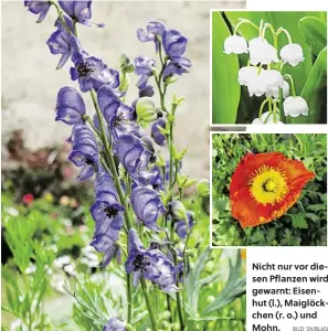  ?? BILD: SN/BLASL ?? Nicht nur vor diesen Pflanzen wird gewarnt: Eisenhut (l.), Maiglöckch­en (r. o.) und Mohn.