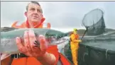  ?? JEFF J MITCHELL / GETTY IMAGES ?? John MacLeod, site manager at Scottish Sea Farms, Lismore North farm, holds a salmon in Oban, Scotland.