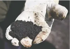  ?? THE CANADIAN PRESS FILES ?? A worker holds raw sand bitumen near Fort Mcmurray. Even if oil trades at US$55 per barrel this year, the government still faces a $15 billion deficit, as corporate tax revenues fall.