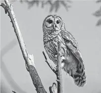  ?? [OKLAHOMAN ARCHIVES PHOTO] ?? A barred owl sits in a tree within the park at Martin Park Nature Center.