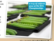  ??  ?? A tray of uniform peas at the NVS Championsh­ips