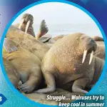  ?? ?? Struggle… Walruses try to keep cool in summer
