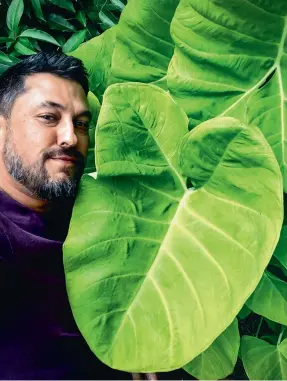  ??  ?? Huw Evans poses with a xanthosoma ‘ Lime Zinger’; The Ficus lyrata (fiddle-leaf fig), located behind the Monstera deliciosa, started his collection.