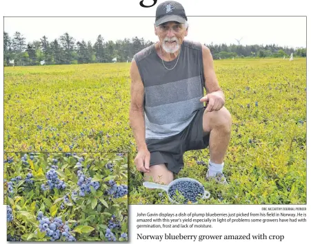  ?? ERIC MCCARTHY/JOURNAL PIONEER ?? John Gavin displays a dish of plump blueberrie­s just picked from his field in Norway. He is amazed with this year’s yield especially in light of problems some growers have had with germinatio­n, frost and lack of moisture.