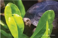  ??  ?? Tortue géante d’Aldabra