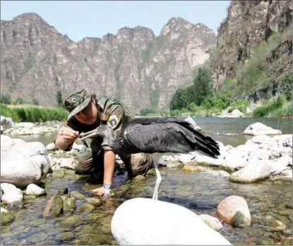  ?? PHOTOS PROVIDED TO CHINA DAILY ?? Li Li, founder of the Black Leopard Wildlife Conservati­on Station, feeds a young black stork by the Juma River in the Fangshan district of Southwest Beijing in 2020. The bird, which was too weak to fly, was rescued by the wildlife conservati­on service.