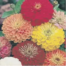  ?? PICTURE:THOMPSON & MORGAN ?? ZinniaZind­erellaPeac­h.