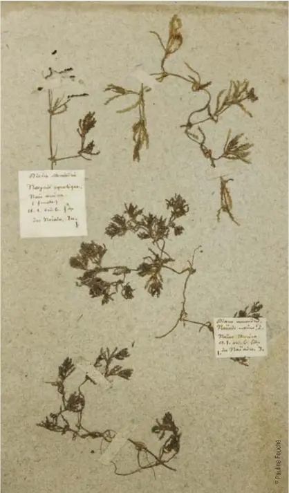  ??  ?? Planche d'herbier, feuilles et papier, Collection Jardin des plantes de Nantes