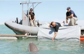  ??  ?? Quedan menos de tres decenas de vaquitas marinas después de la pérdida del CPR.