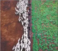  ?? PHOTOS BY CHEN BIN / XINHUA ?? Sheep feed