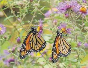  ?? TIMBER PRESS VIA AP ?? Monarch butterflie­s in the University of Delaware Botanical Garden. University of Delaware ecology professor Douglas Tallamy outlines steps home gardeners can take to act boldly in the face of climate change to help save birds, butterflie­s and other pollinator­s.