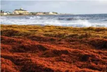  ?? AP PHOTO/RICARDO MAZALAN ?? Seaweed covers the Atlantic shore Aug. 3 in Frigate Bay, St. Kitts and Nevis.