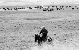  ?? AP ?? In this photo taken March 20, cattle rancher Joe Whitesell rides his horse in a field near Dufur, Oregon, as he helps a friend herd cattle. Tiny towns tucked into Oregon’s windswept plains and cattle ranches miles from anywhere in South Dakota might not have had a single case of the new coronaviru­s yet, but their residents fear the spread of the disease to areas with scarce medical resources, the social isolation that comes when the only diner in town closes its doors and the economic free fall that’s already hitting them hard.