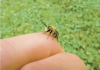  ?? MIRI TALABAC ?? A ground-nesting bee resting on my hand, pausing in its frenzy of looking for a mate.