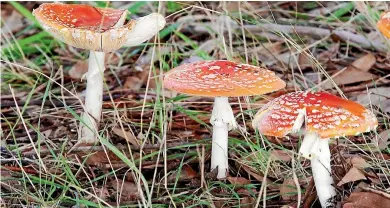  ?? PHOTO: FAIRFAX NZ ?? Fungal touchme-nots: Officially mushrooms are fruiting bodies – even these evil red-and-white ones. The term feels sinister, and blackly paradoxica­l. It smacks of fertile graveyards.