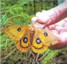  ?? FOTO: INES SCHNELL, BAYSF ?? Gestatten, ein Nagelfleck-Männchen: Besonders fasziniere­nd sind die großen Fühler, mit deren Hilfe es Weibchen über große Entfernung­en findet.