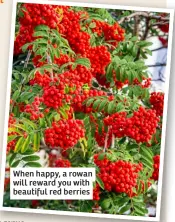  ?? ?? When happy, a rowan will reward you with beautiful red berries