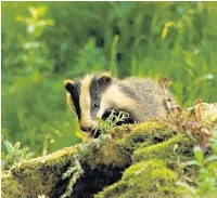  ??  ?? Badgers are paying the price for the spread of bovine TB