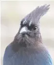  ??  ?? It may be worth keeping your eyes peeled in case a windswept Steller’s jay decides to visit your backyard.