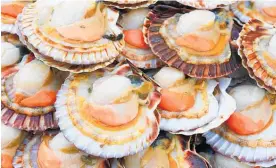  ?? Photo / Getty Images ?? The east Coromandel scallop fishery will close for two years.